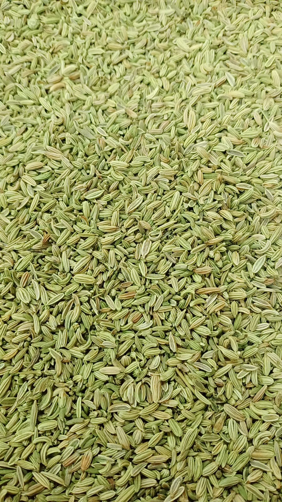 شمر حب (Fennel Seed)